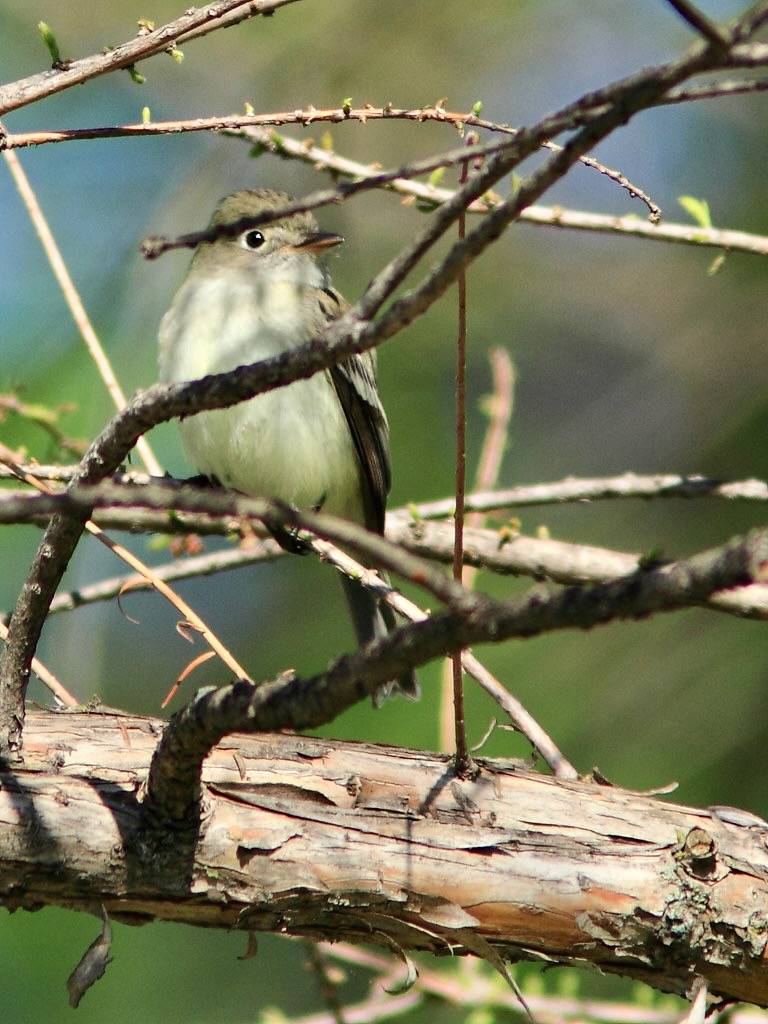 Least Flycatcher 20150513 by Kenneth Cole Schneider is licensed under CC BY-NC-ND 2.0.